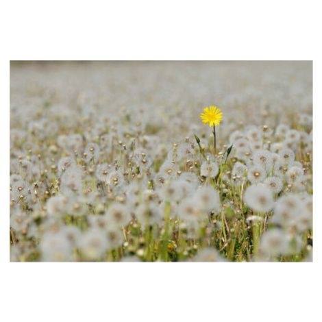 Fotografie Yellow Flower in meadow of dandelion, Martin Ruegner, (40 x 26.7 cm)