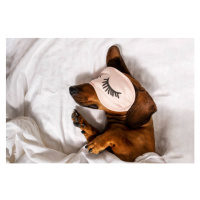 Fotografie An adult red-haired dachshund is resting, Oksana Restenko, 40 × 26.7 cm