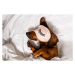 Fotografie An adult red-haired dachshund is resting, Oksana Restenko, 40 × 26.7 cm