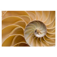 Fotografie Seashell - Chambered Nautilus Shell Detail., FlamingPumpkin, 40 × 26.7 cm