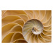 Fotografie Seashell - Chambered Nautilus Shell Detail., FlamingPumpkin, 40 × 26.7 cm