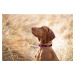Vsepropejska Lava obojek s podšívkou pro psa | 33 - 58 cm Barva: Růžová, Obvod krku: 46 - 58 cm,