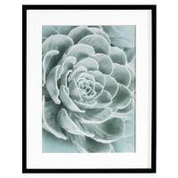 Dekoria Obraz Succulents I 40x50xcm, 40x50cm