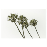 Fotografie Palm trees by the sea | Vintage, Melanie Viola, 40 × 26.7 cm