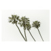 Fotografie Palm trees by the sea | Vintage, Melanie Viola, 40 × 26.7 cm