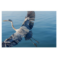 Fotografie Great Blue Heron, Michael H Spivak, 40 × 26.7 cm