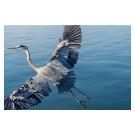 Fotografie Great Blue Heron, Michael H Spivak, (40 x 26.7 cm)