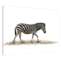 Obraz na plátně Mario Moreno - The Zebra, (80 x 60 cm)