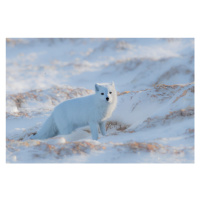 Fotografie Arctic fox, Jie Fischer, 40 × 26.7 cm