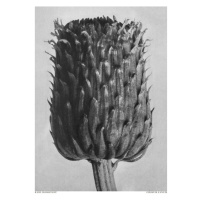 Ilustrace Cirsium Canum (Thistle), Studio Collection, 30 × 40 cm