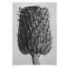 Ilustrace Cirsium Canum (Thistle), Studio Collection, 30 × 40 cm