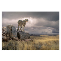 Fotografie Cheetah View, Marcel Egger, 40 × 26.7 cm