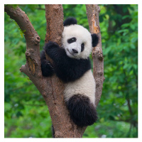 Fotografie Cute panda bear climbing in tree, Hung_Chung_Chih, 40 × 40 cm