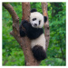 Fotografie Cute panda bear climbing in tree, Hung_Chung_Chih, 40 × 40 cm