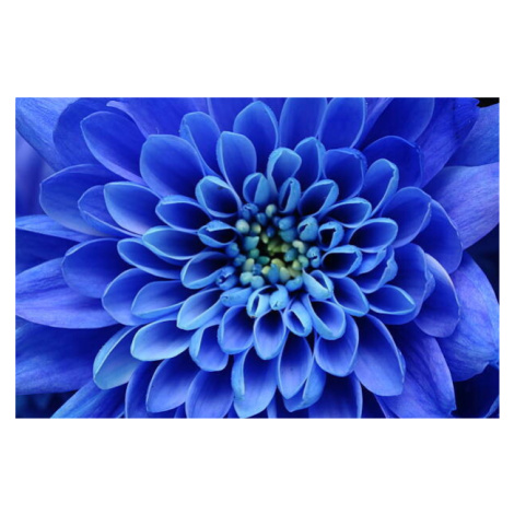 Fotografie Close of blue flower, fullempty, 40 × 26.7 cm