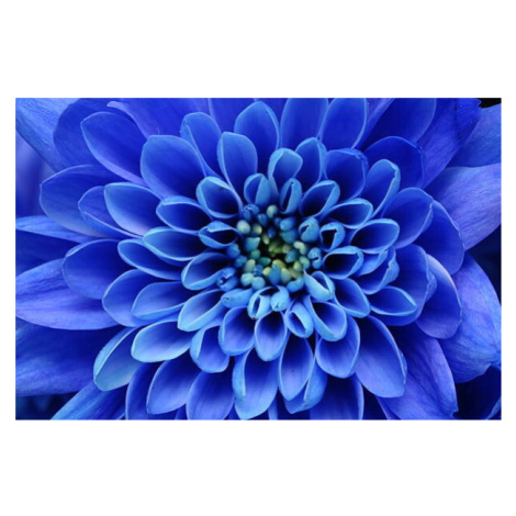 Umělecká fotografie Close of blue flower, fullempty, (40 x 26.7 cm)
