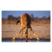 Fotografie Southern Giraffe Drinking at Water Hole, Martin Harvey, 40x26.7 cm