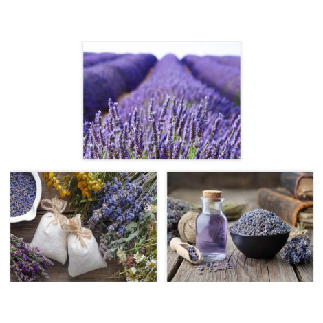 Obrazy v sadě 3 ks 30x40 cm Lavender – Casa Selección
