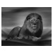 Umělecká fotografie The Lion King, Krystina Wisniowska, (40 x 30 cm)