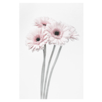 Fotografie Pink Flowers, Studio Collection, 26.7 × 40 cm