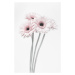 Fotografie Pink Flowers, Studio Collection, 26.7 × 40 cm