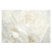 Fotografie Pale Peony, SondraP, 40 × 26.7 cm