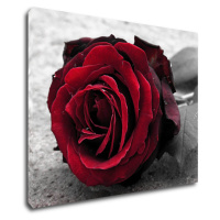 Impresi Obraz Růže na černobílém pozadí - 90 x 70 cm