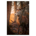 Fotografie Red Deer Stag Portrait, serts, 26.7x40 cm