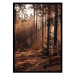Obraz Framepick 50x70 Forest