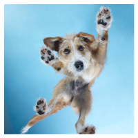 Fotografie PuppyDance2, Gandee Vasan, 40 × 40 cm