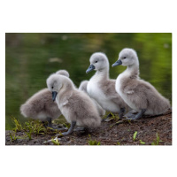 Fotografie Swan Cygnets, Emma Sanger-Horwell, 40 × 26.7 cm