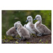 Fotografie Swan Cygnets, Emma Sanger-Horwell, (40 x 26.7 cm)