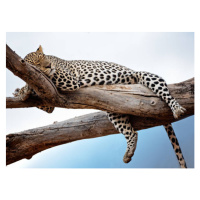 Fotografie Leopard Lying in Tree Against Blue, Vicki Jauron, Babylon and Beyond Photography, 40 