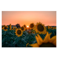 Fotografie Sunflower field at beautiful sunset., wilatlak villette, 40 × 26.7 cm