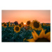 Fotografie Sunflower field at beautiful sunset., wilatlak villette, 40 × 26.7 cm