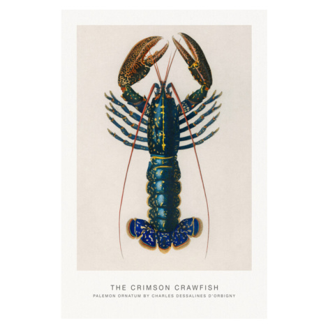 Obrazová reprodukce The Crimson Crawfish (Lobster / Zoology) - Charles D'Orbigny, 26.7 × 40 cm