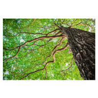 Fotografie New green leaf tree in nature forest, somnuk krobkum, (40 x 26.7 cm)