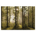 Fototapeta XXL Forest 360 x 254 cm, 4 díly