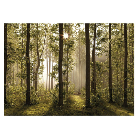 Fototapeta XXL Forest 360 x 254 cm, 4 díly