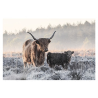 Fotografie Highlander and Calf, Jaap van den, 40 × 26.7 cm