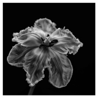 Fotografie Parrot Tulip, Lotte	Grønkjær, 40 × 40 cm