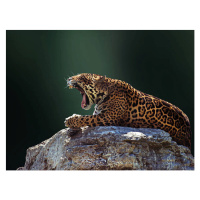 Fotografie Jaguar, Photo by Ivan Vukelic, 40 × 30 cm