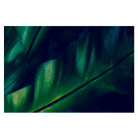 Fotografie Green rainforest fern dew closeup, AHDesignConcepts, (40 x 26.7 cm)