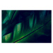 Fotografie Green rainforest fern dew closeup, AHDesignConcepts, 40 × 26.7 cm