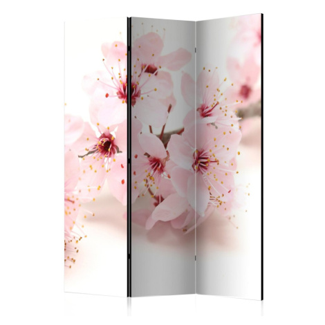 Paraván Cherry Blossom Dekorhome 225x172 cm (5-dílný)