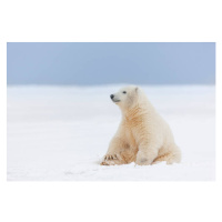 Fotografie Polar bear cub in the snow, Patrick J. Endres, 40x26.7 cm