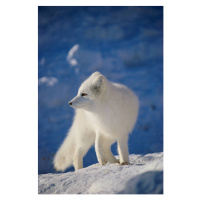 Fotografie Arctic Fox, John Conrad, 26.7x40 cm