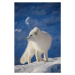 Umělecká fotografie Arctic Fox, John Conrad, (26.7 x 40 cm)