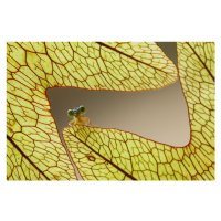 Fotografie Dragonfly and Leaves of Lukut, Abdul Gapur Dayak, 40 × 26.7 cm