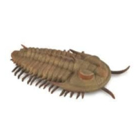 COLLECTA Redlichia Rex trilobit